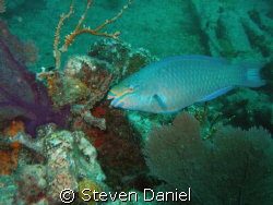 Stop Light Parrot Fish shot on the wreck of the Benwood K... by Steven Daniel 